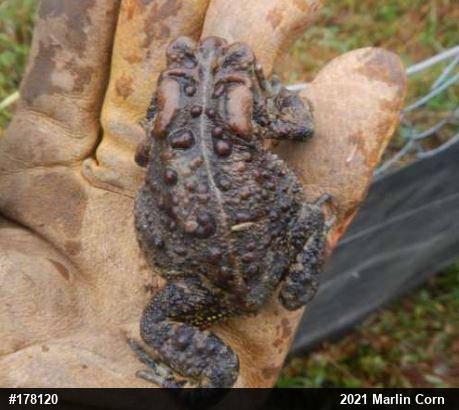 Eastern American Toad