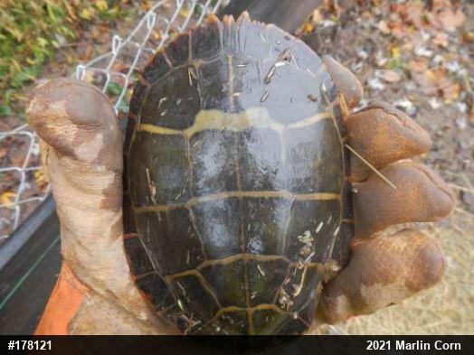 Eastern Painted Turtle