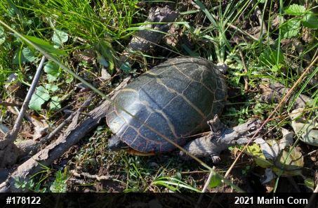 Eastern Painted Turtle