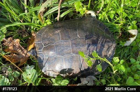 Pond Slider