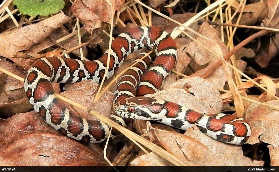 Eastern Milksnake