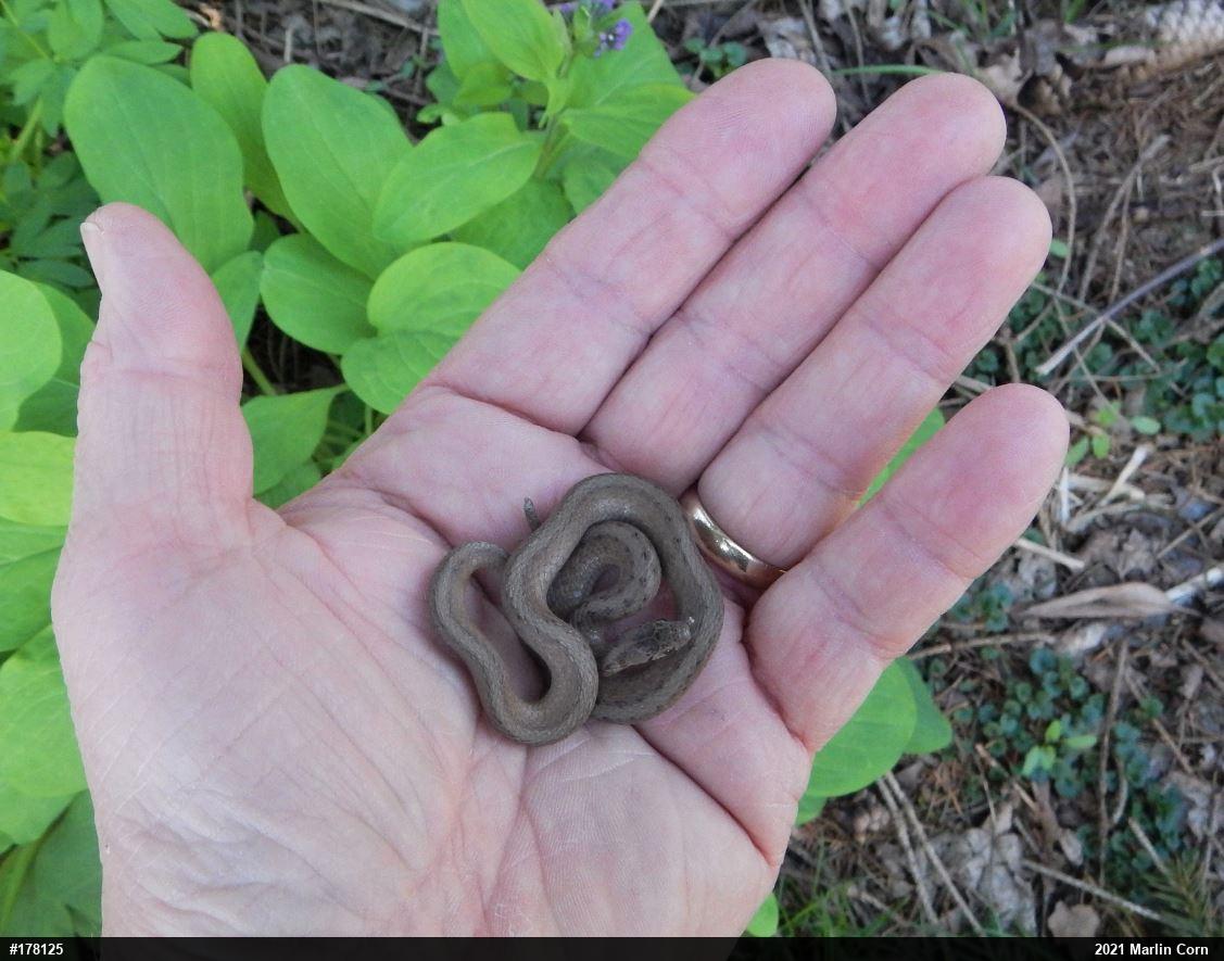 Dekay's Brownsnake