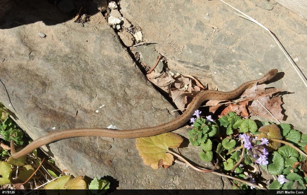 Dekay's Brownsnake