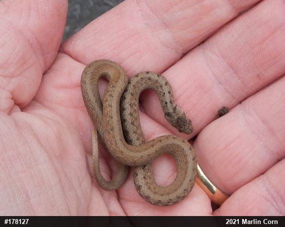 Dekay's Brownsnake