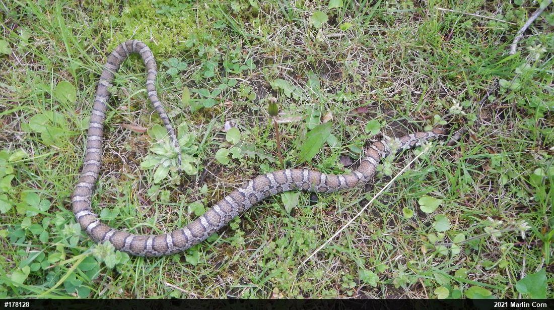 Eastern Milksnake