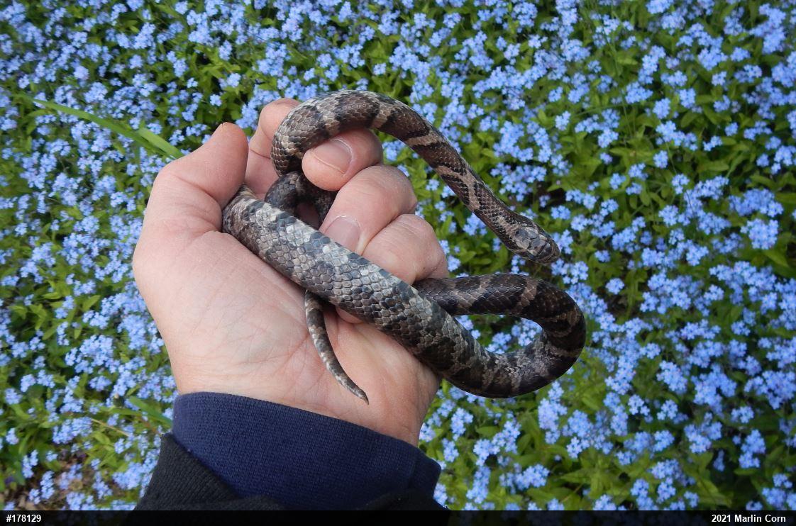 Eastern Milksnake
