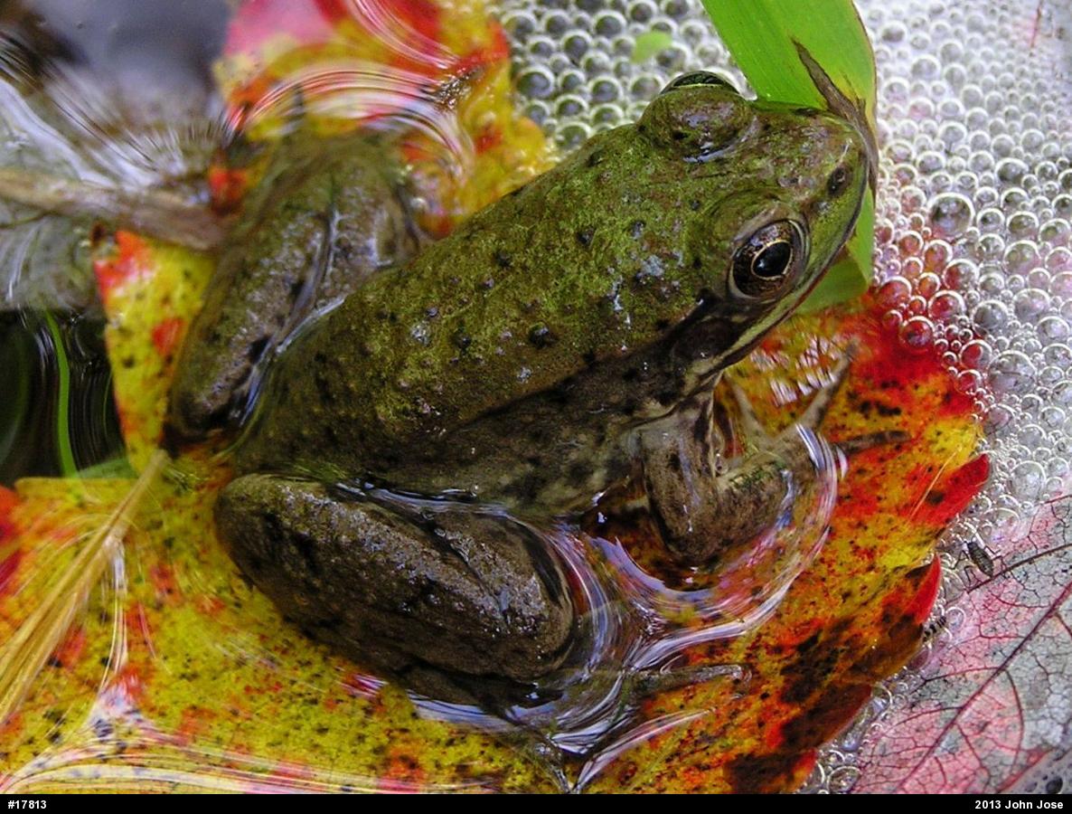 Green Frog