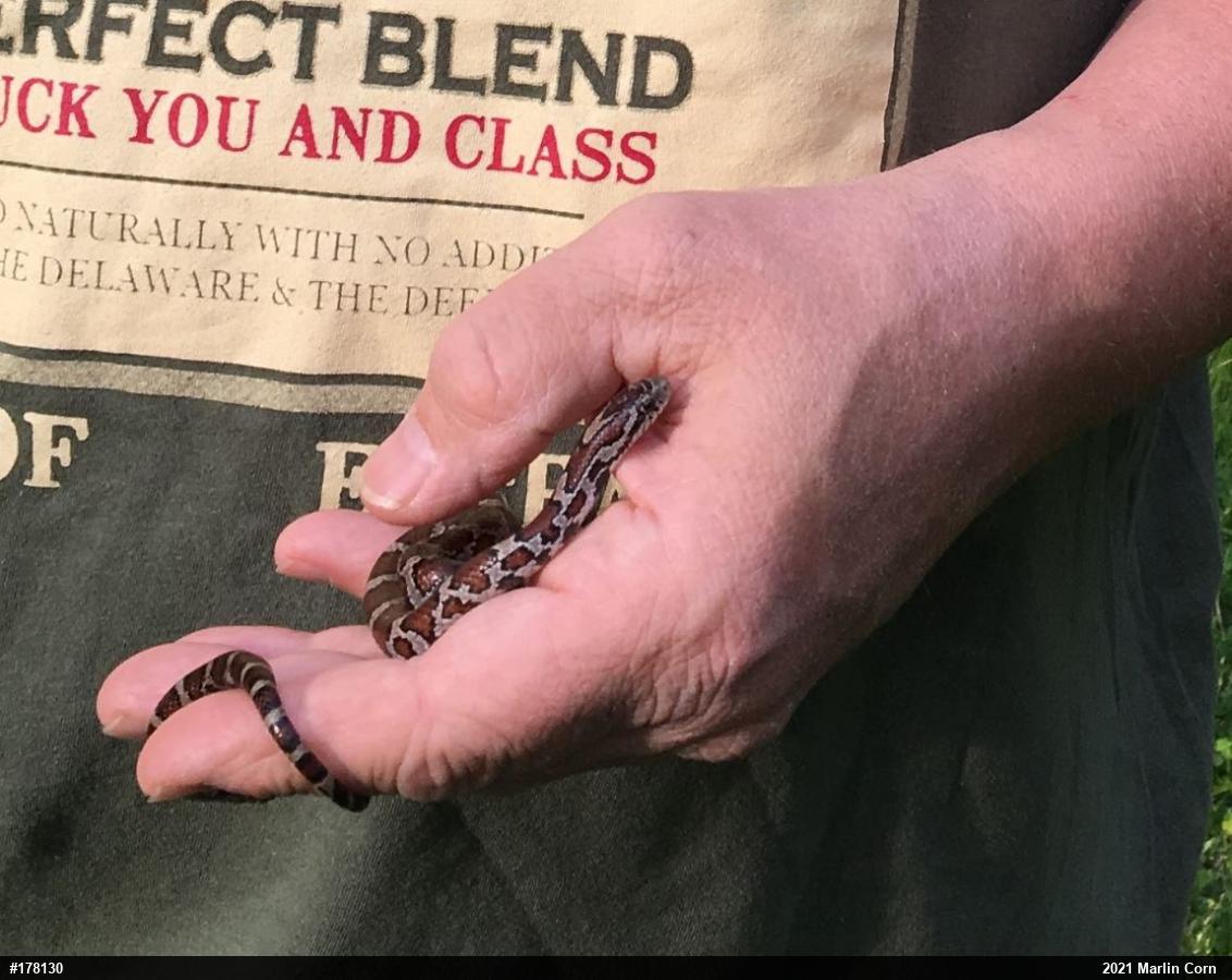 Eastern Milksnake