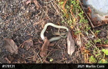 Eastern Gartersnake