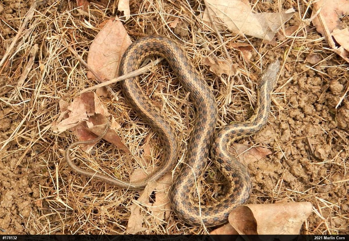Eastern Gartersnake