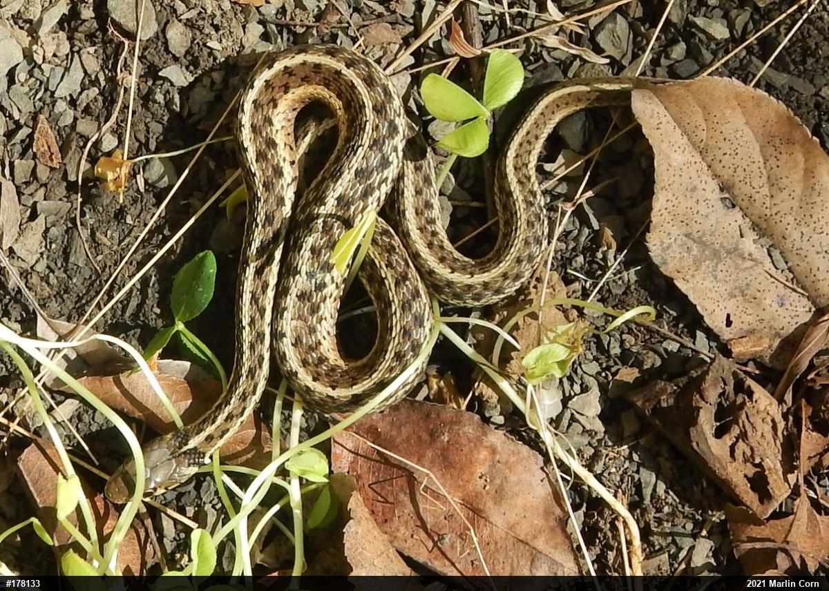 Eastern Gartersnake