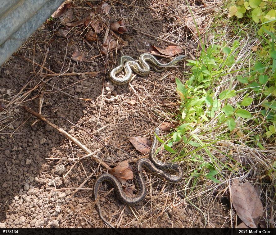 Eastern Gartersnake
