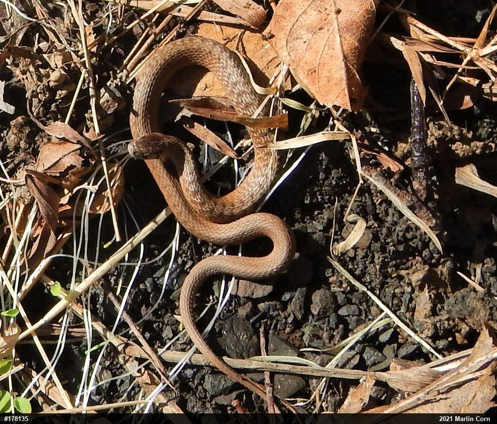 Dekay's Brownsnake