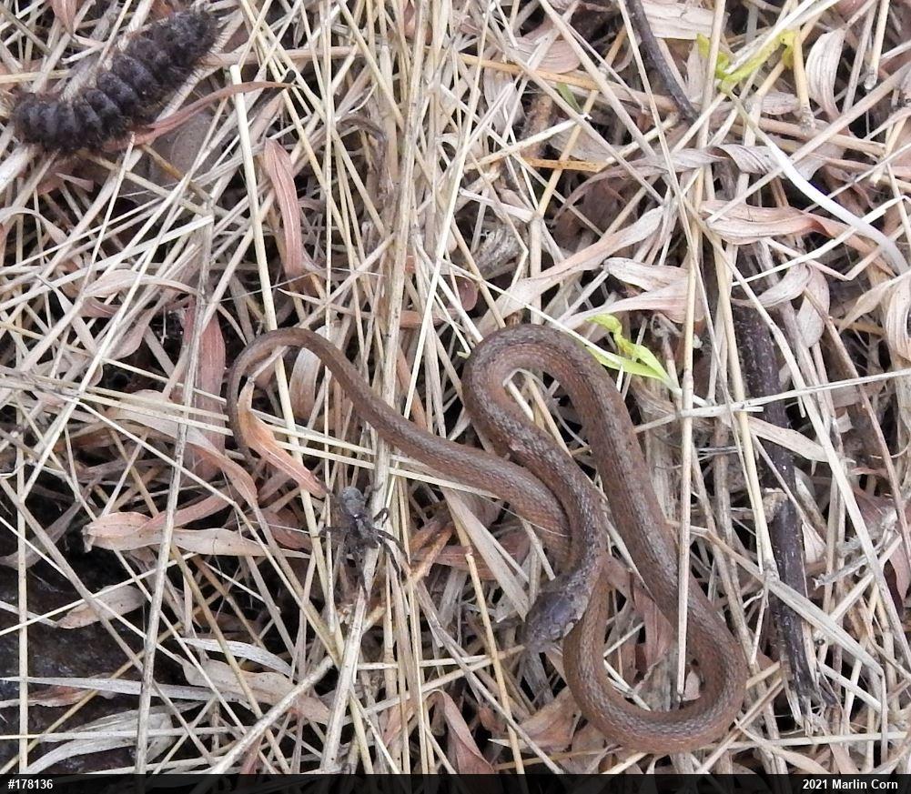 Dekay's Brownsnake