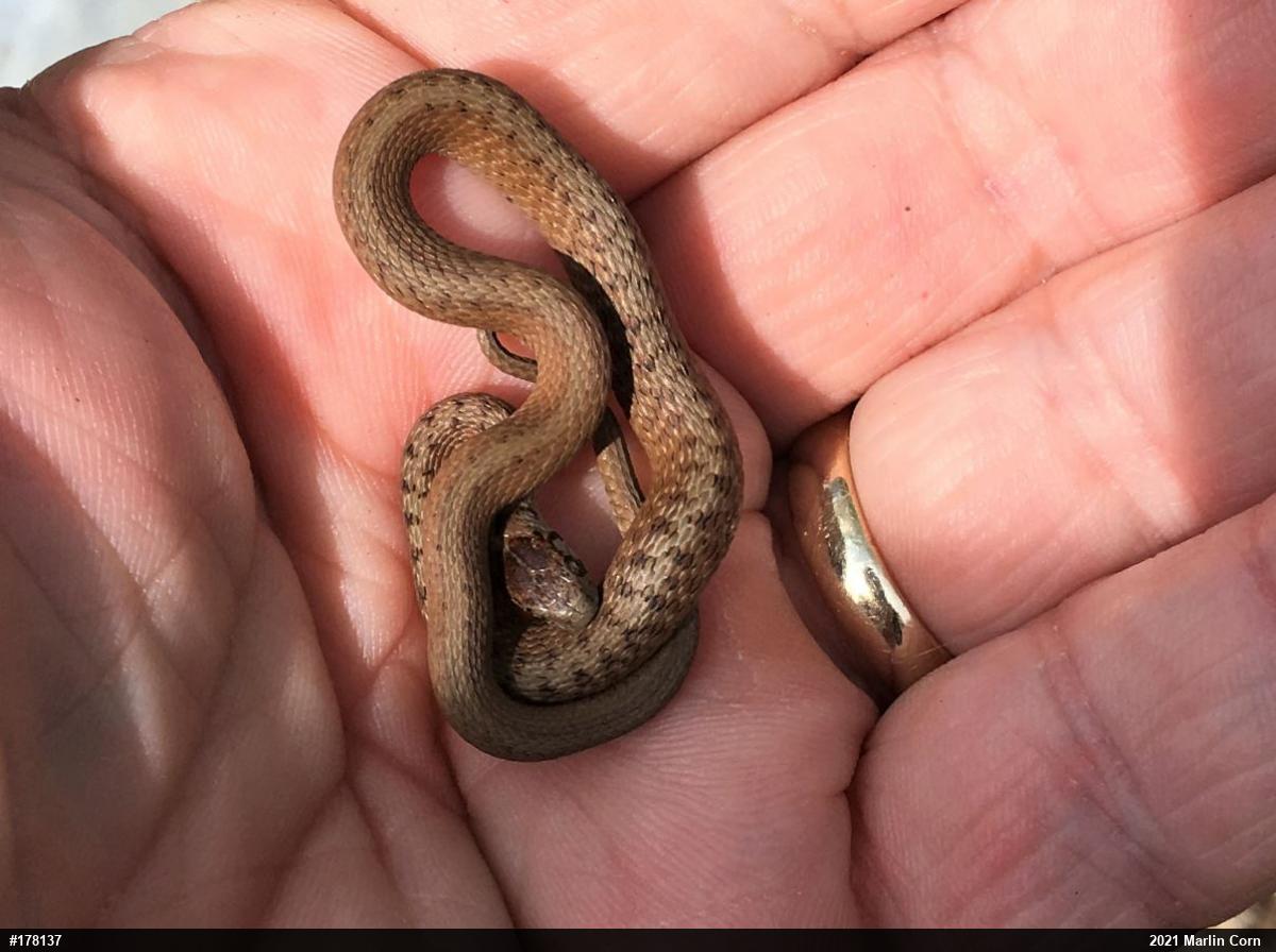 Dekay's Brownsnake