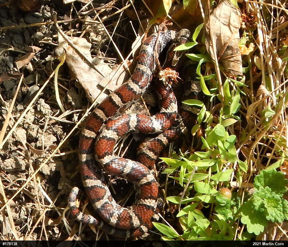 Eastern Milksnake