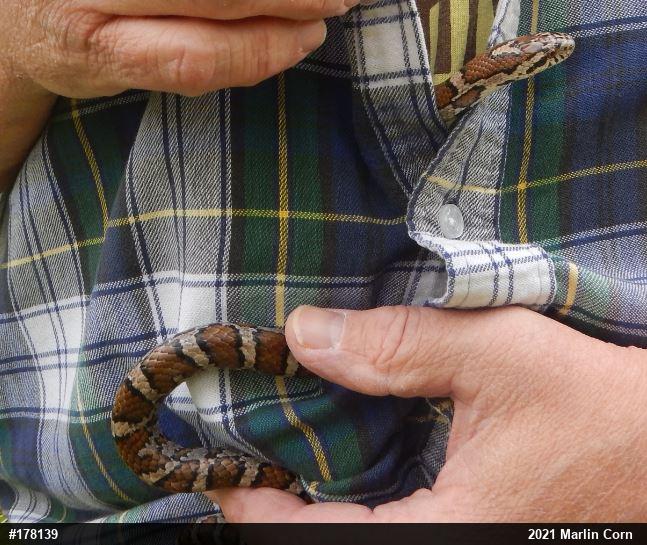 Eastern Milksnake