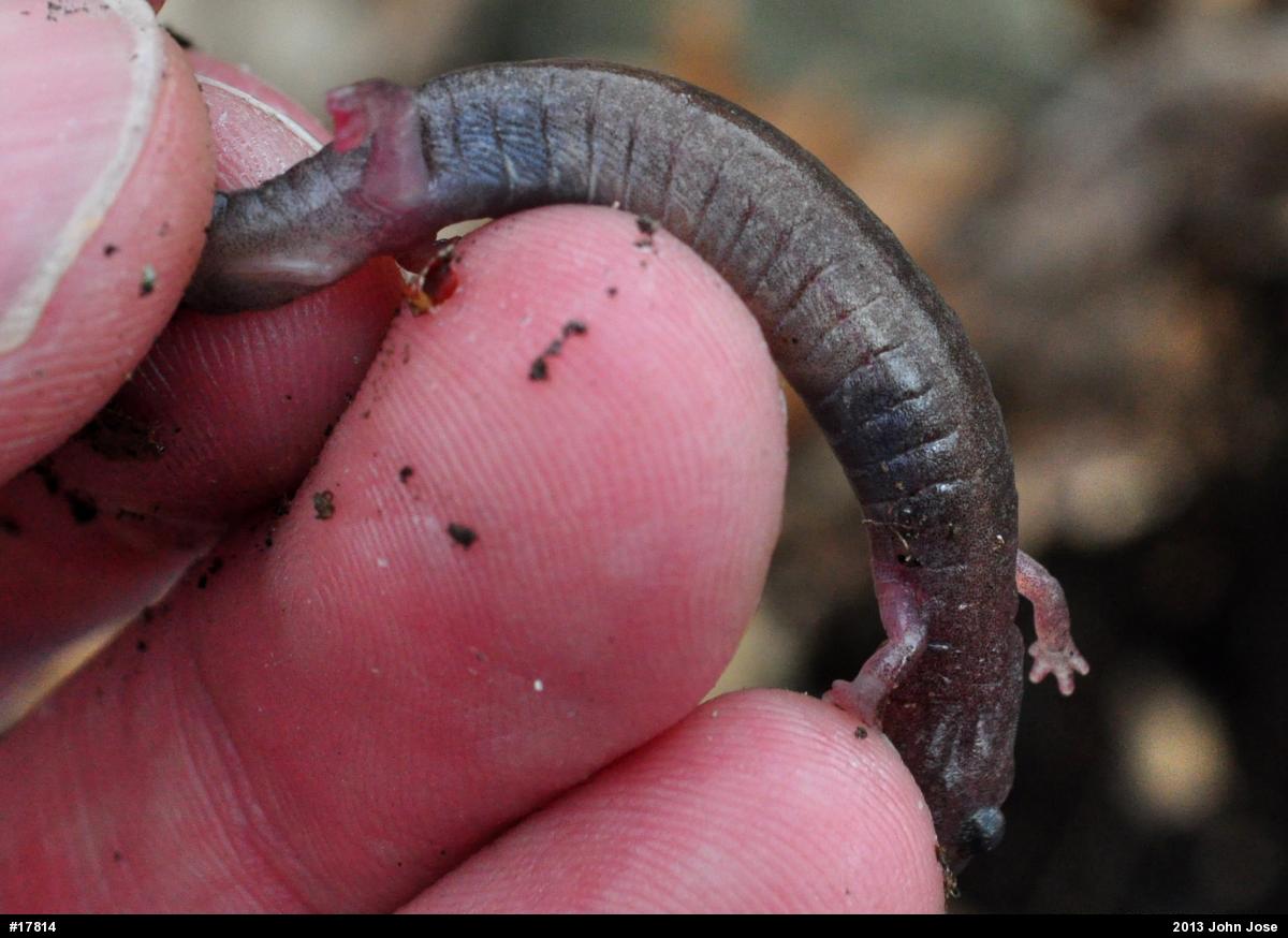 Eastern Red-backed  Salamander