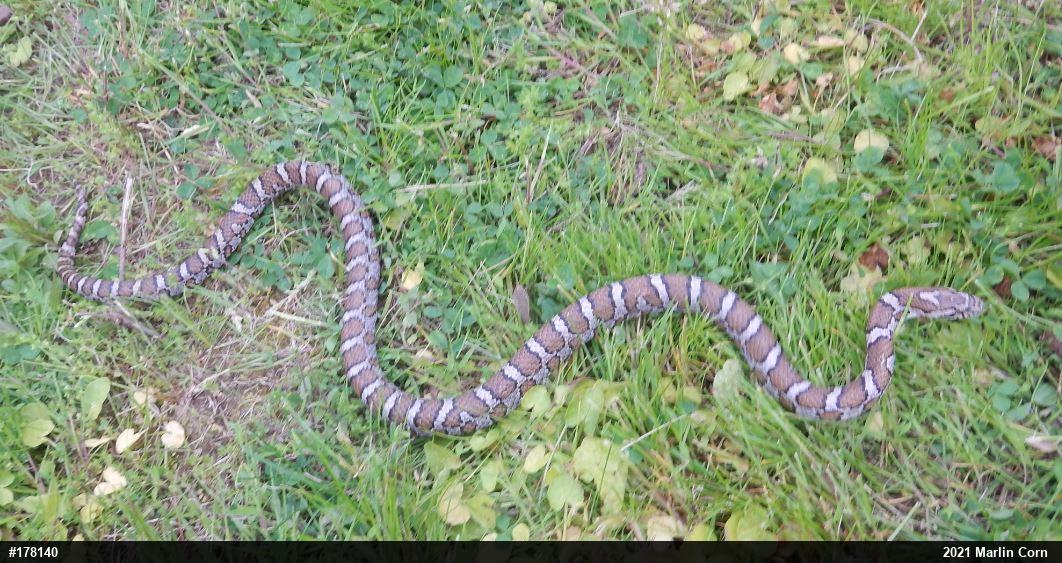 Eastern Milksnake