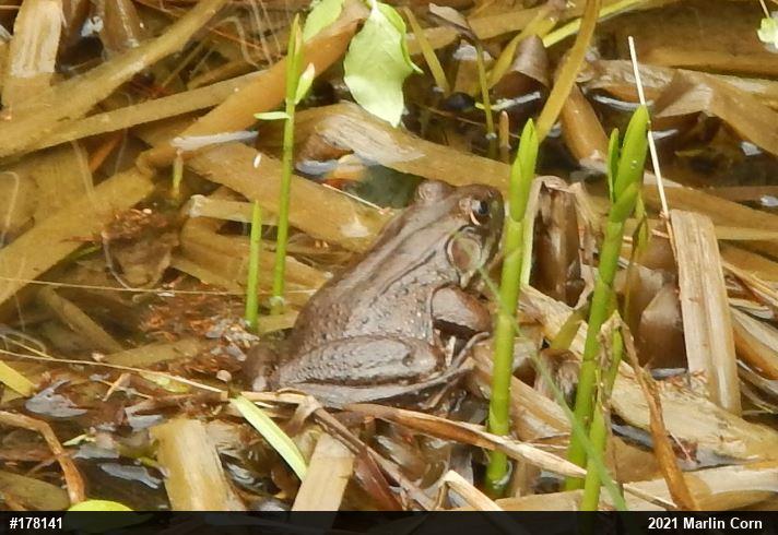 Green Frog