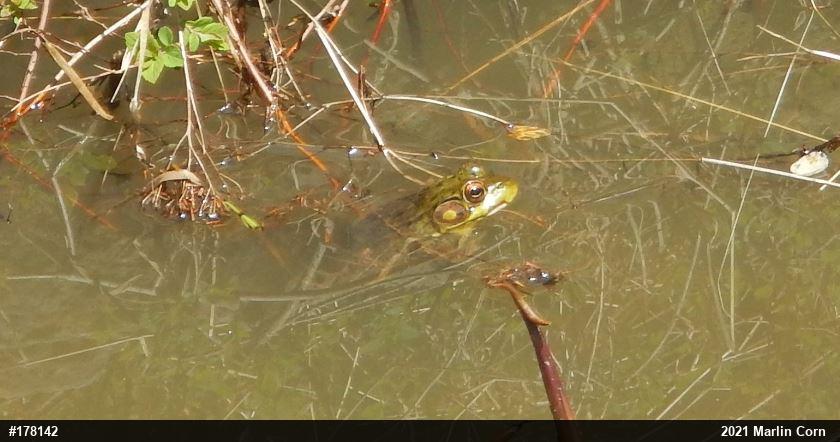 Green Frog