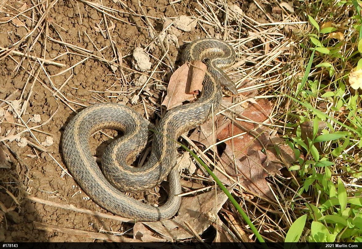 Eastern Gartersnake