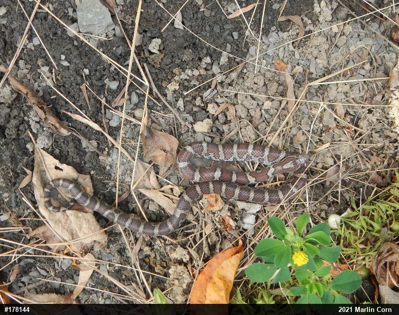 Eastern Milksnake