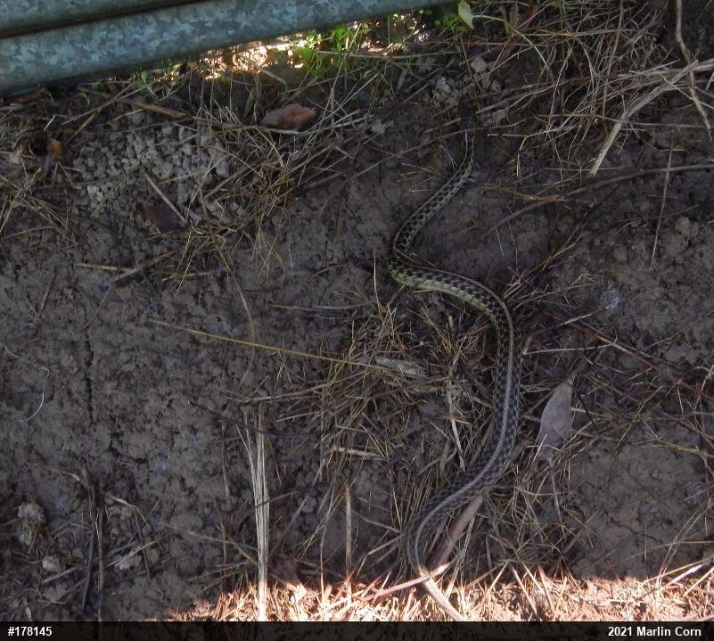 Eastern Gartersnake