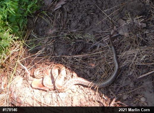 Eastern Gartersnake