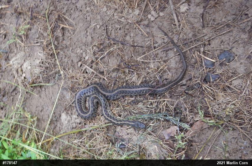 Eastern Gartersnake