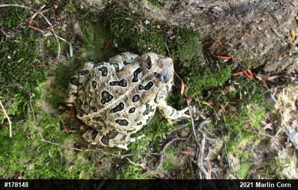 Fowler's Toad