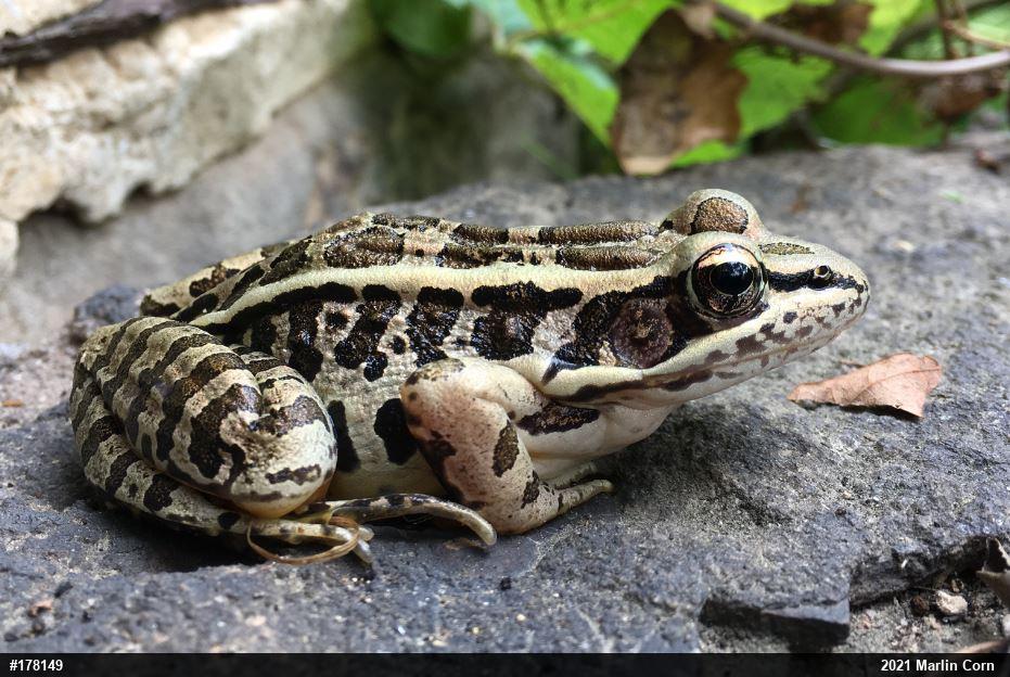 Pickerel Frog