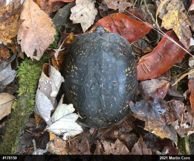 Eastern Box Turtle