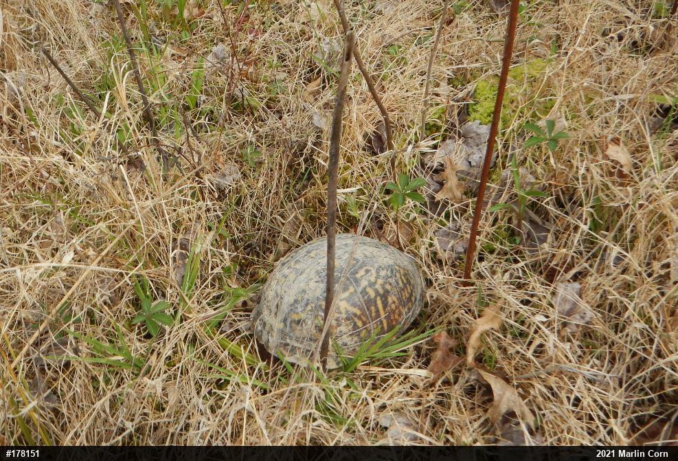 Eastern Box Turtle
