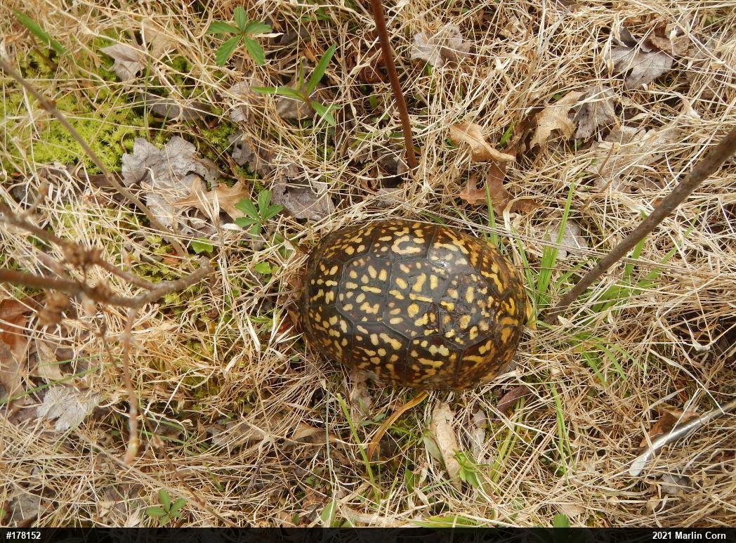Eastern Box Turtle
