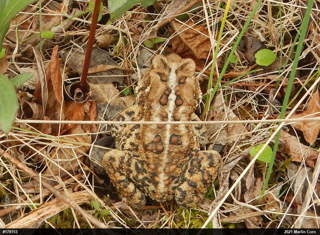 Eastern American Toad