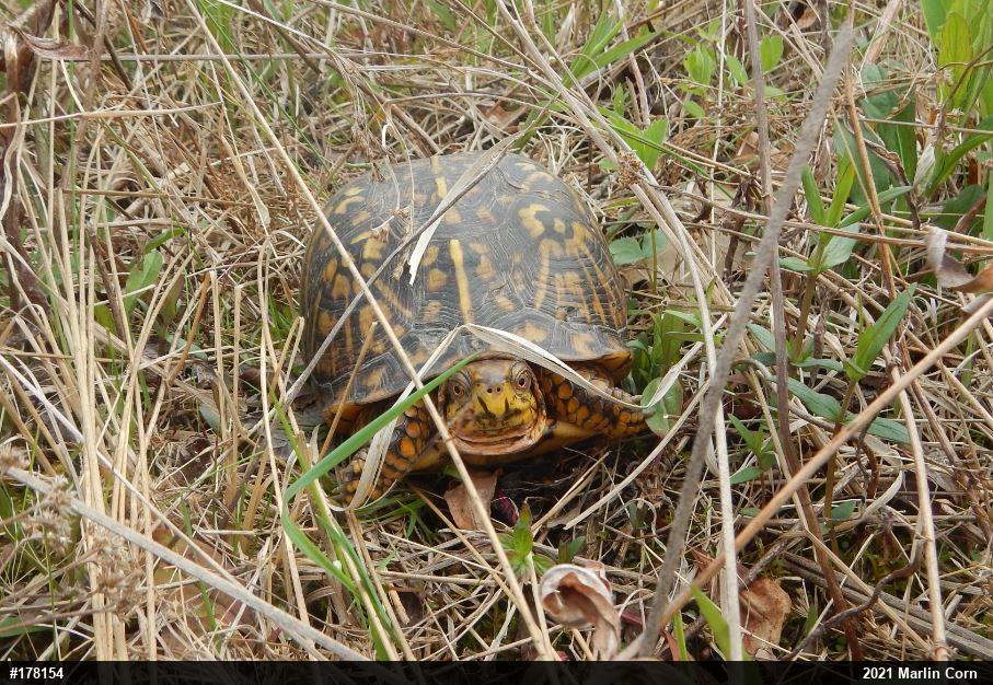 Eastern Box Turtle