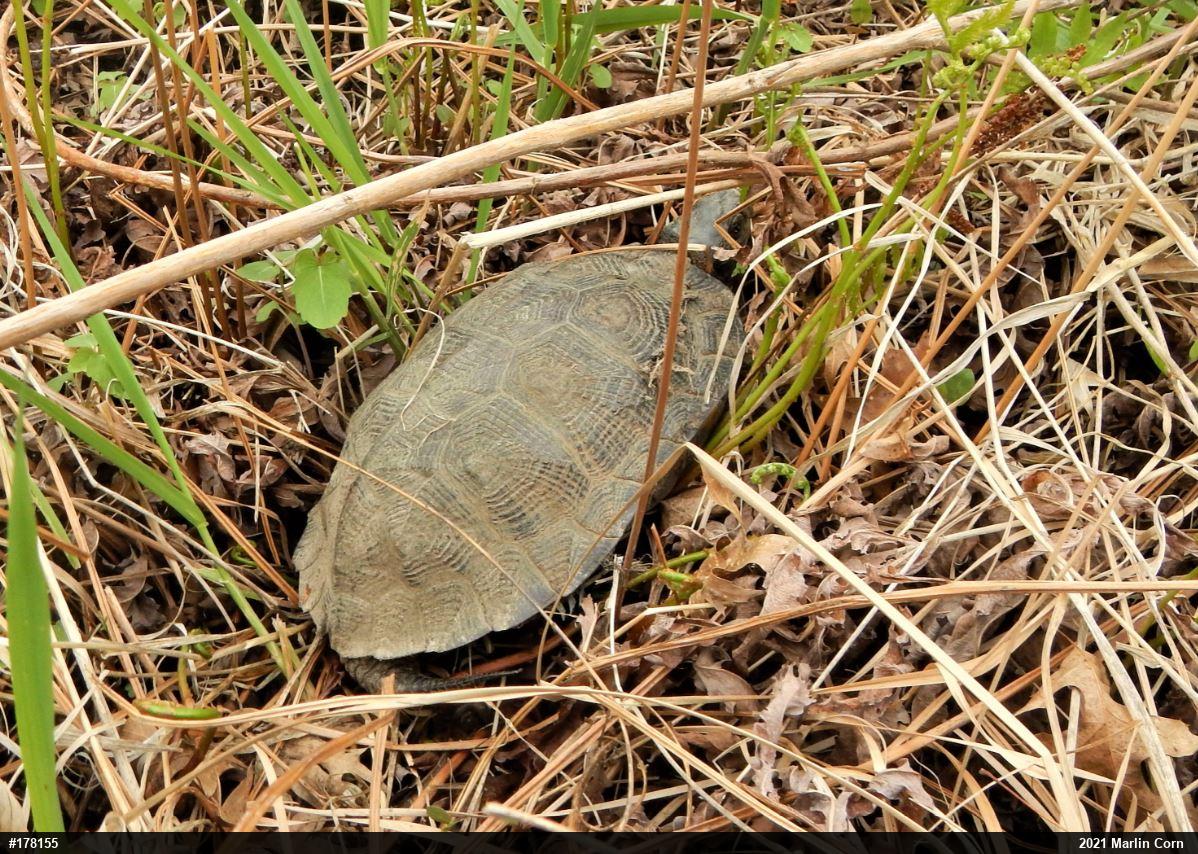 Wood Turtle