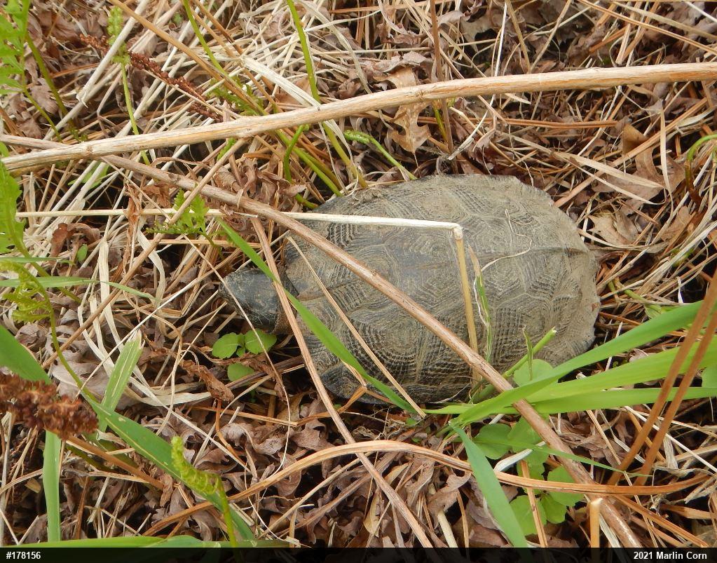 Wood Turtle