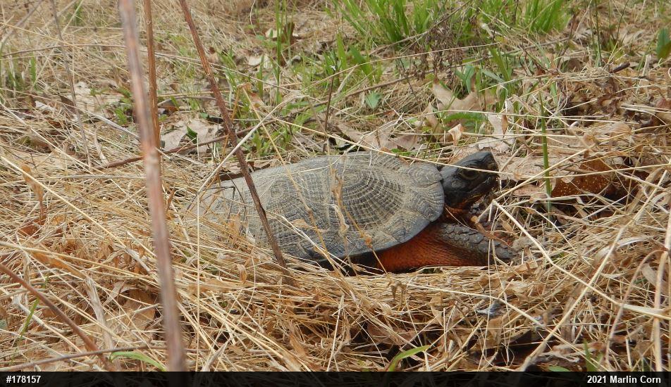 Wood Turtle