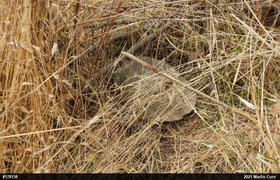 Wood Turtle