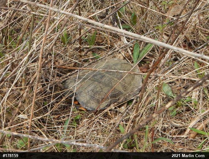 Wood Turtle
