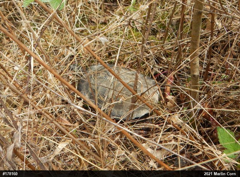 Wood Turtle