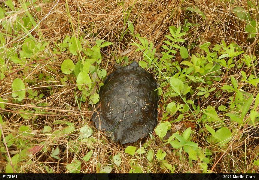 Wood Turtle