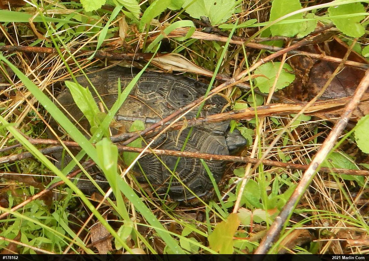Wood Turtle