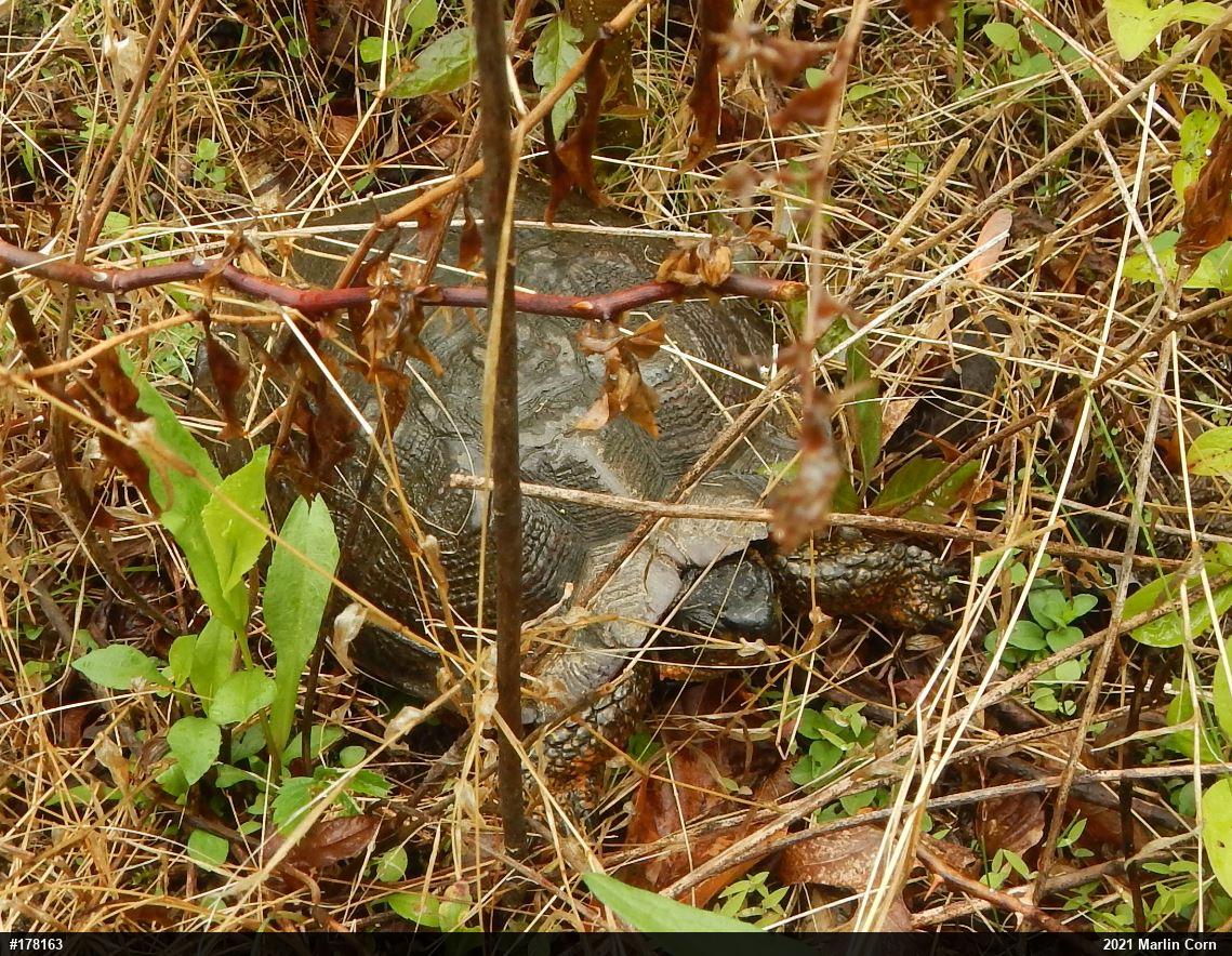 Wood Turtle