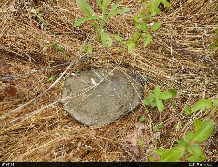 Wood Turtle