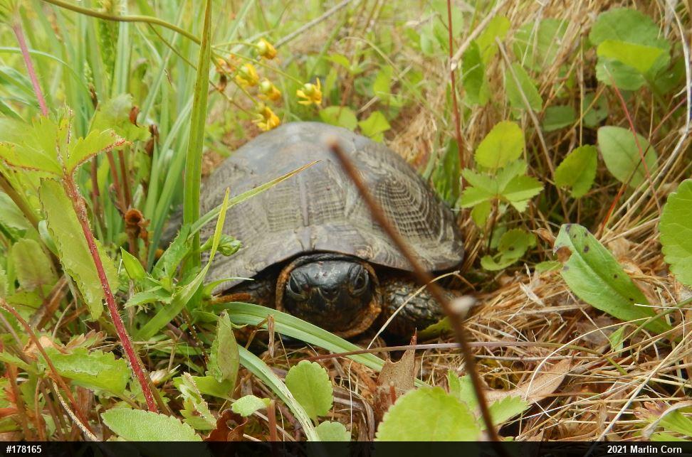 Wood Turtle
