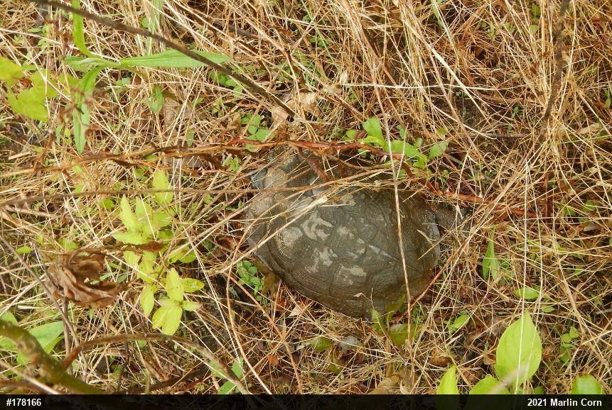Wood Turtle