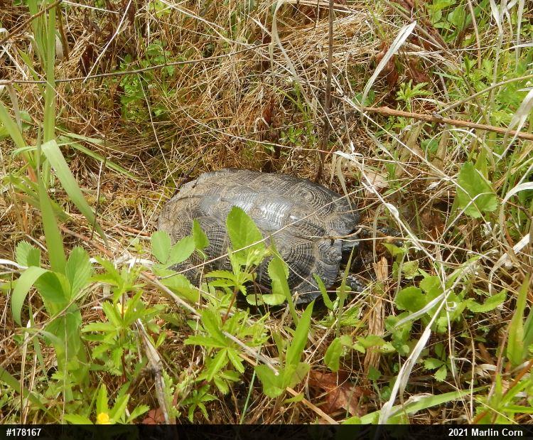 Wood Turtle